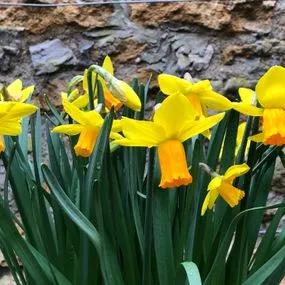 Jetfire Daffodil (Narcissus cyclamineus Jetfire) Img 3